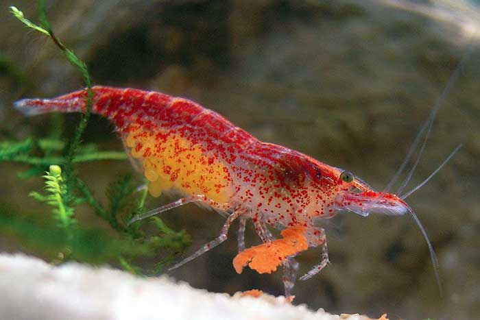 樱花虾俗称火焰虾，又叫樱桃虾、玫瑰虾。